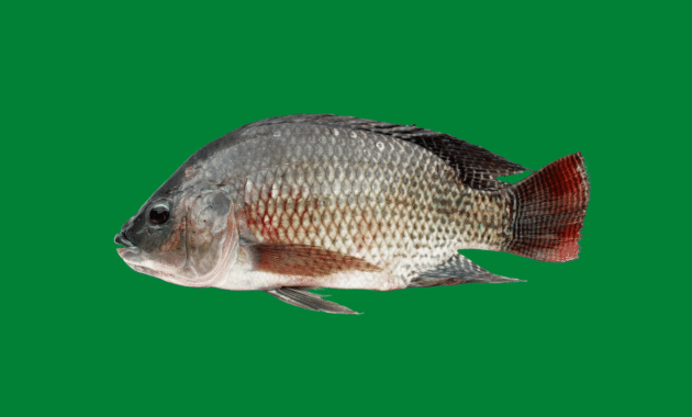 Harga Bibit Ikan Nila