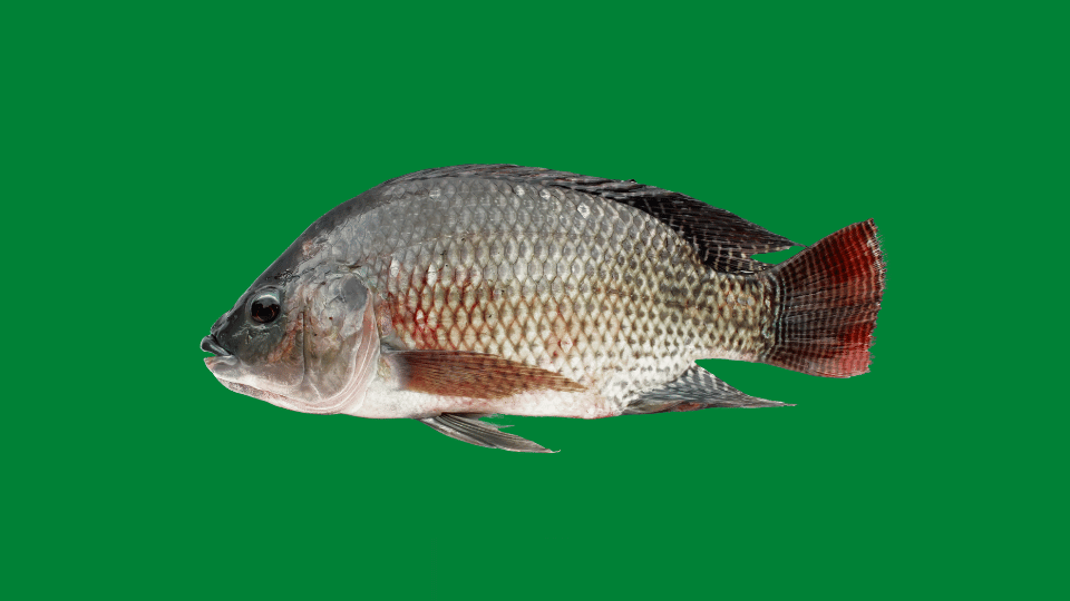 Harga Bibit Ikan Nila