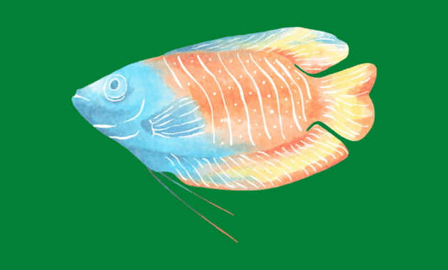 Harga Bibit Ikan Gurame