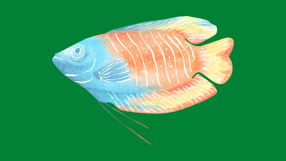 Harga Bibit Ikan Gurame